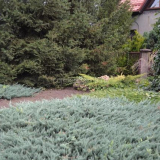 Jak zasadit jalovec na zahradě - průvodce a doporučení